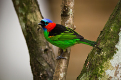 Tangara cyanocephala