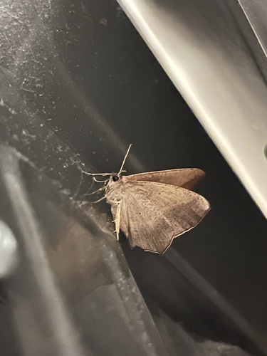 Large Maple Spanworm Moth