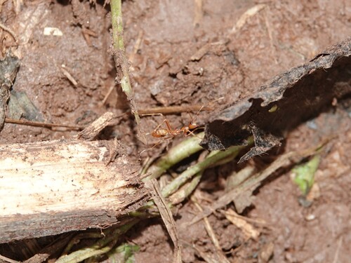 African Weaver Ant