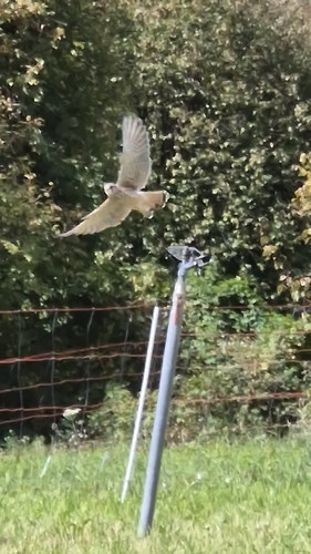 Eurasian Kestrel