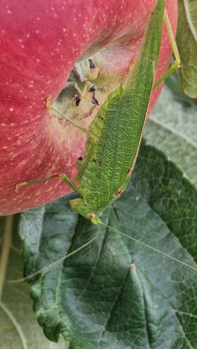 Mediterranean Katydid