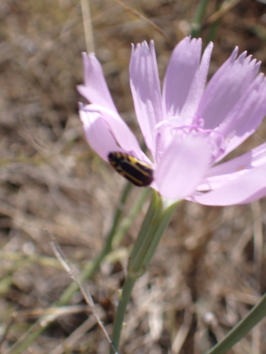 Acmaeodera scalaris