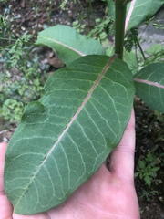 Asclepias variegata