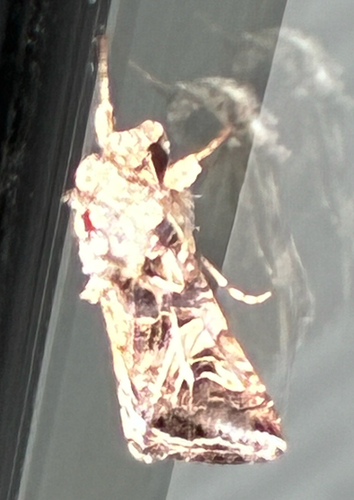 Yellow-striped Armyworm Moth