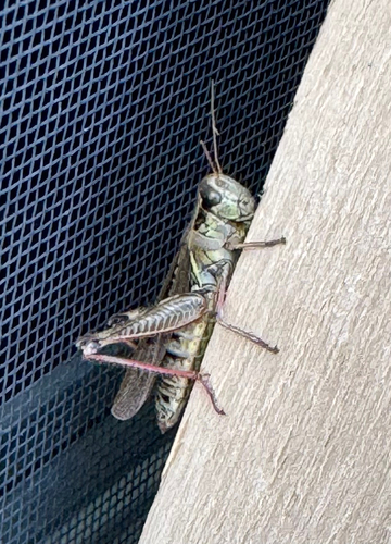 Red-legged Grasshopper