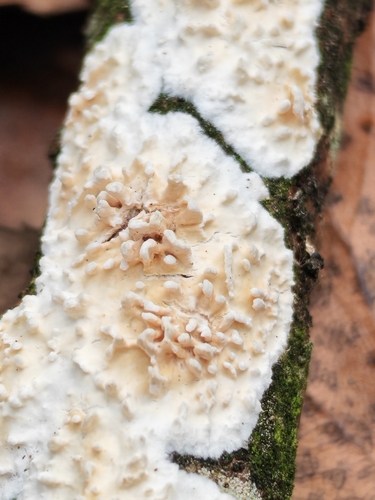 Toothed Crust