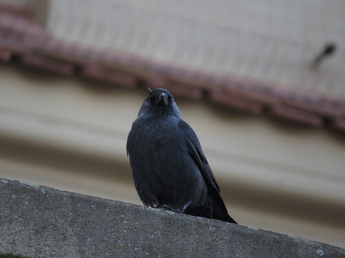 Eurasian Jackdaw