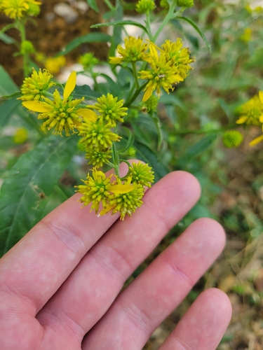 Wingstem