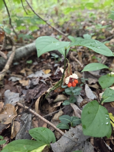 Running Strawberry-bush