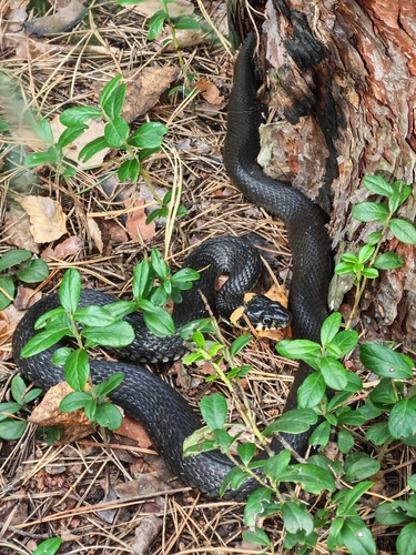 grass snake