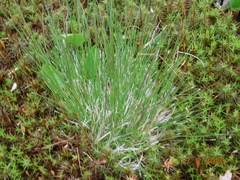 Carex canescens
