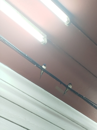 Barn Swallow