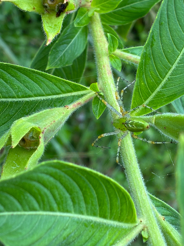 Green Lynx Spider