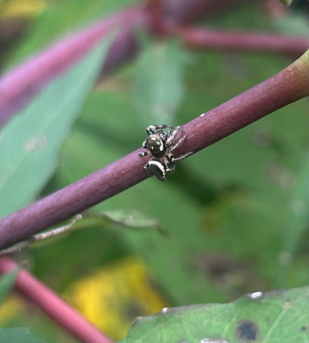 Bronze Jumping Spider