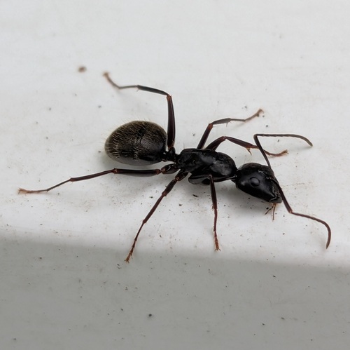 Eastern Black Carpenter Ant