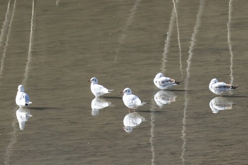 Black-headed Gull