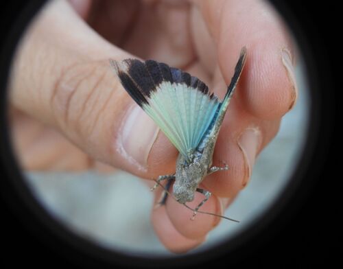 Oedipoda fuscocincta