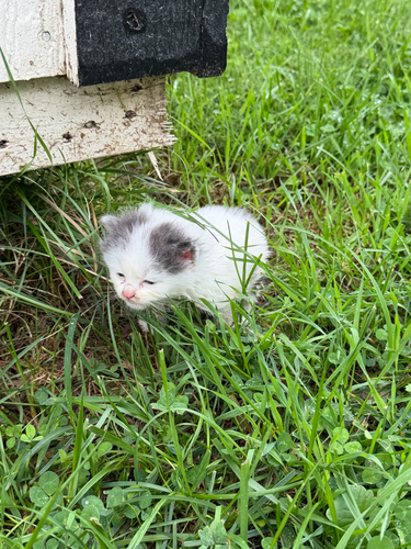 Domestic Cat