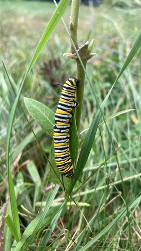Monarch