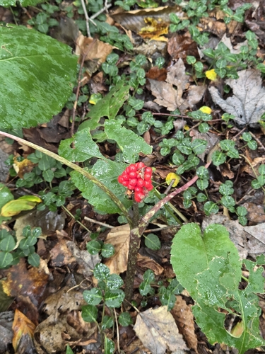 Jack-in-the-Pulpit