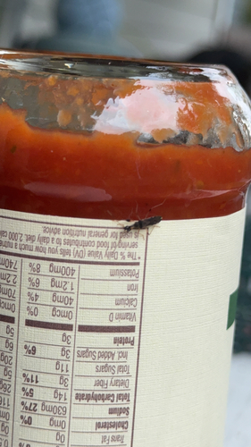 Long-necked Seed Bug