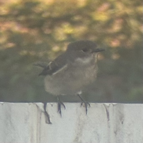 European Pied Flycatcher
