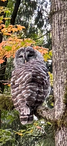 Barred Owl