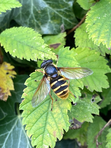 Yellow-barred Peat Hover Fly