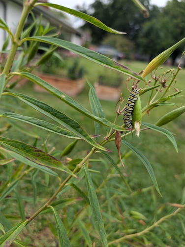Monarch