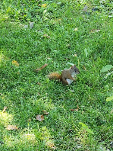 American Red Squirrel