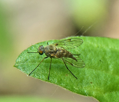 Chrysopilus