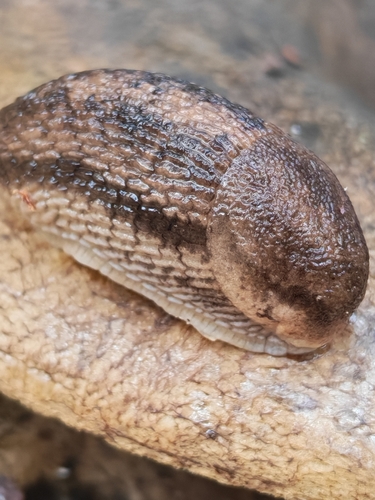 Northern Dusky Slug