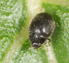 Stethorus punctum