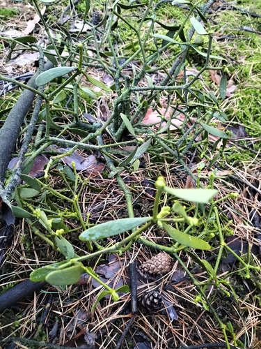 European mistletoe