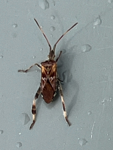 Western Conifer Seed Bug