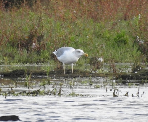 European Herring Gull