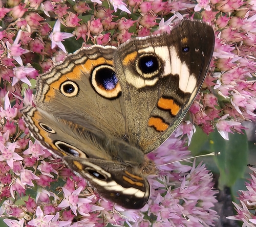 Common Buckeye