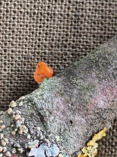 witch's butter