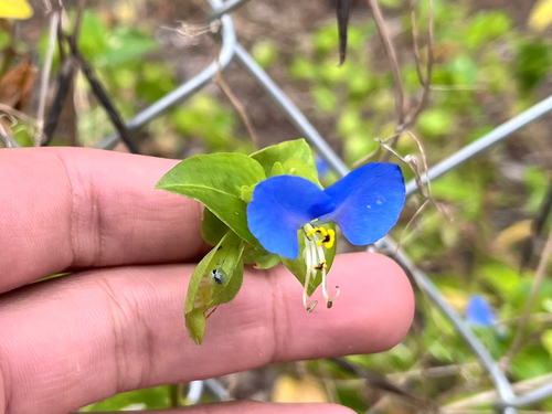 Asiatic dayflower
