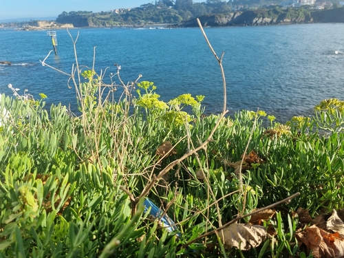rock samphire