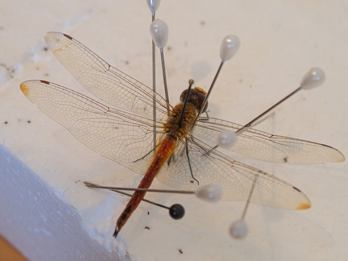 Wandering Glider
