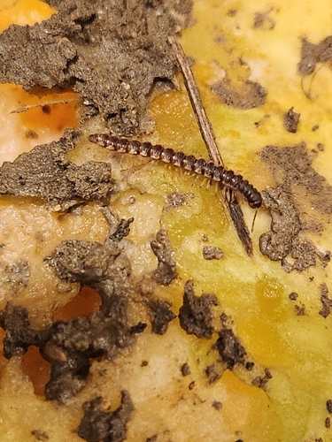 Greenhouse Millipede