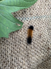 Spilarctia postrubida