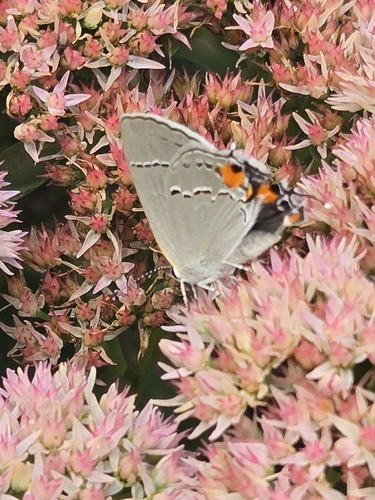 Gray Hairstreak
