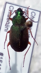 Chlaenius lithophilus