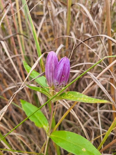 closed bottle gentian