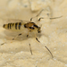 Orthocladiinae - Photo no rights reserved, uploaded by Jesse Rorabaugh