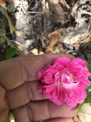 Rosa lucieae