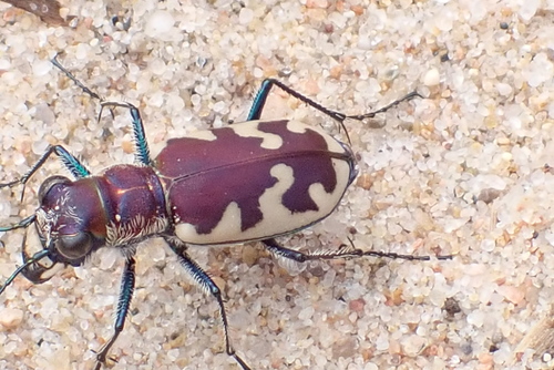Big Sand Tiger Beetle