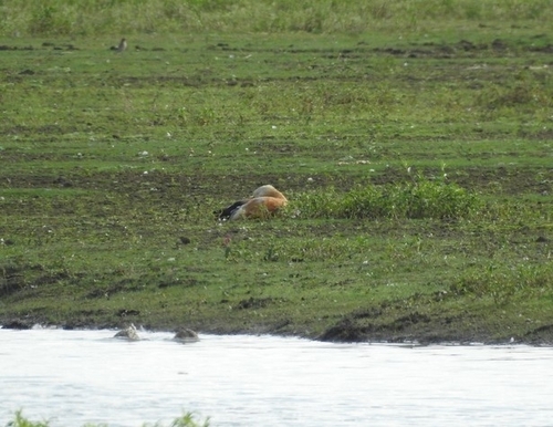 Ruddy Shelduck